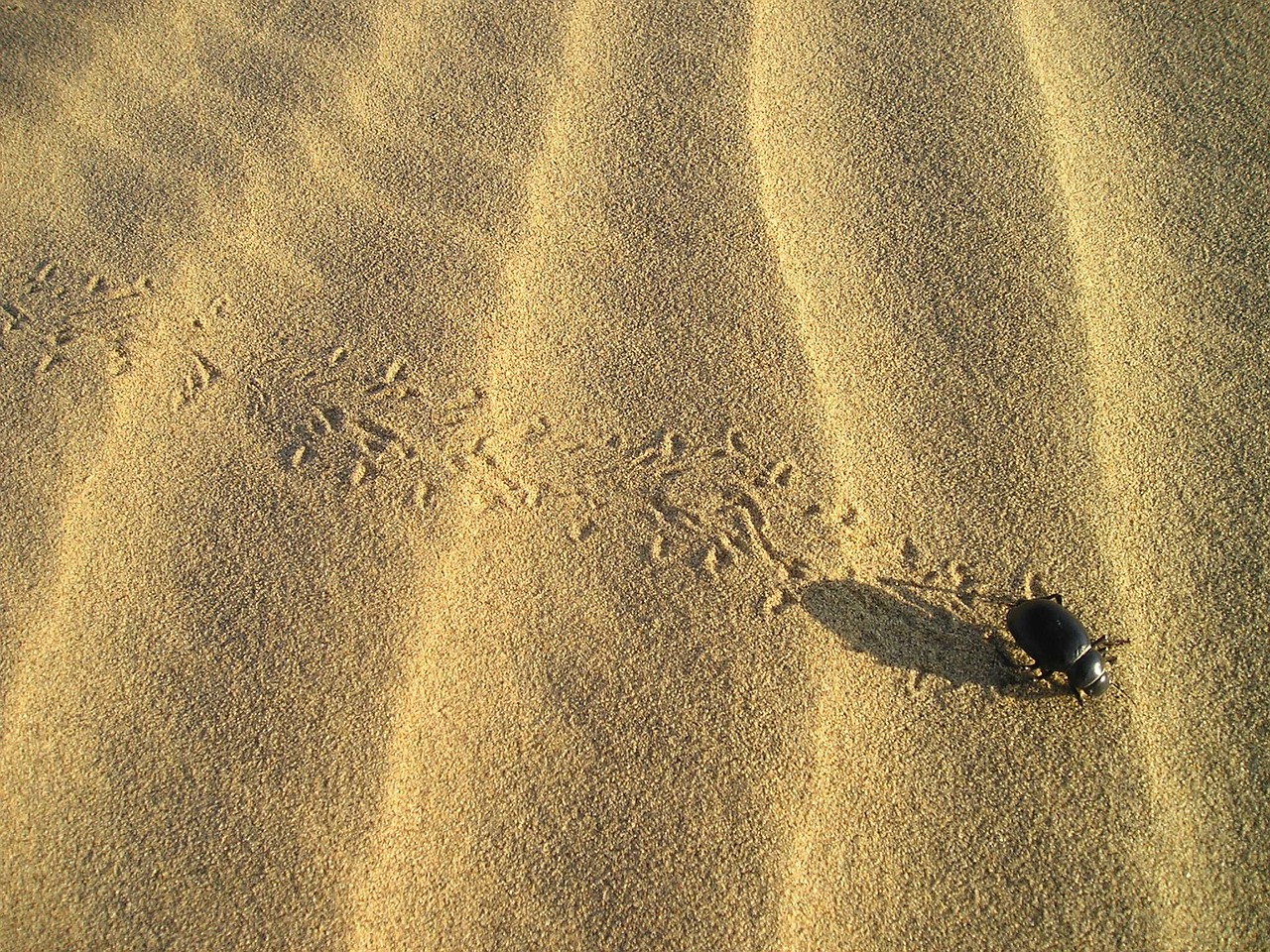 beetle desert sand pattern free photo