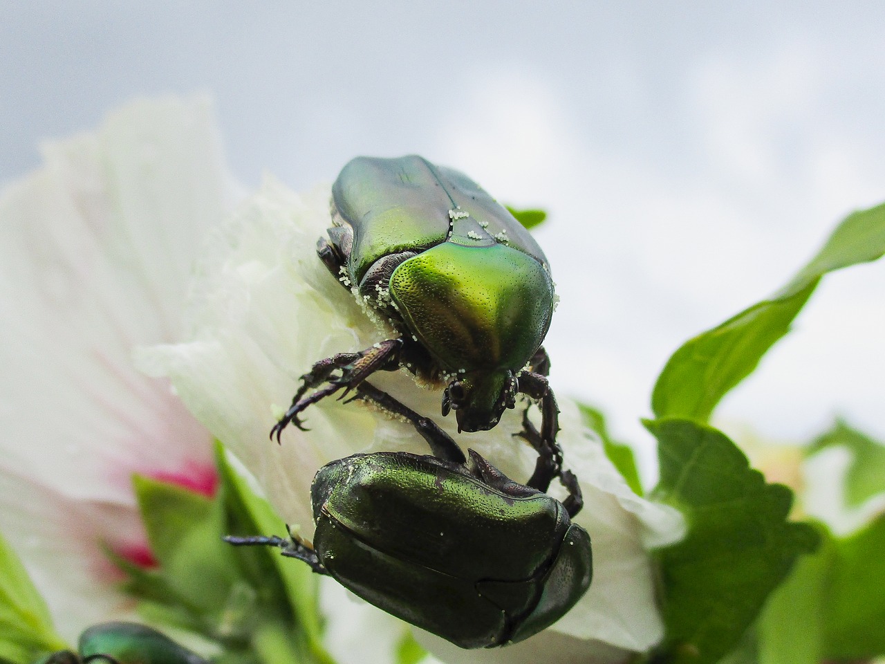 beetle  flower  insect free photo