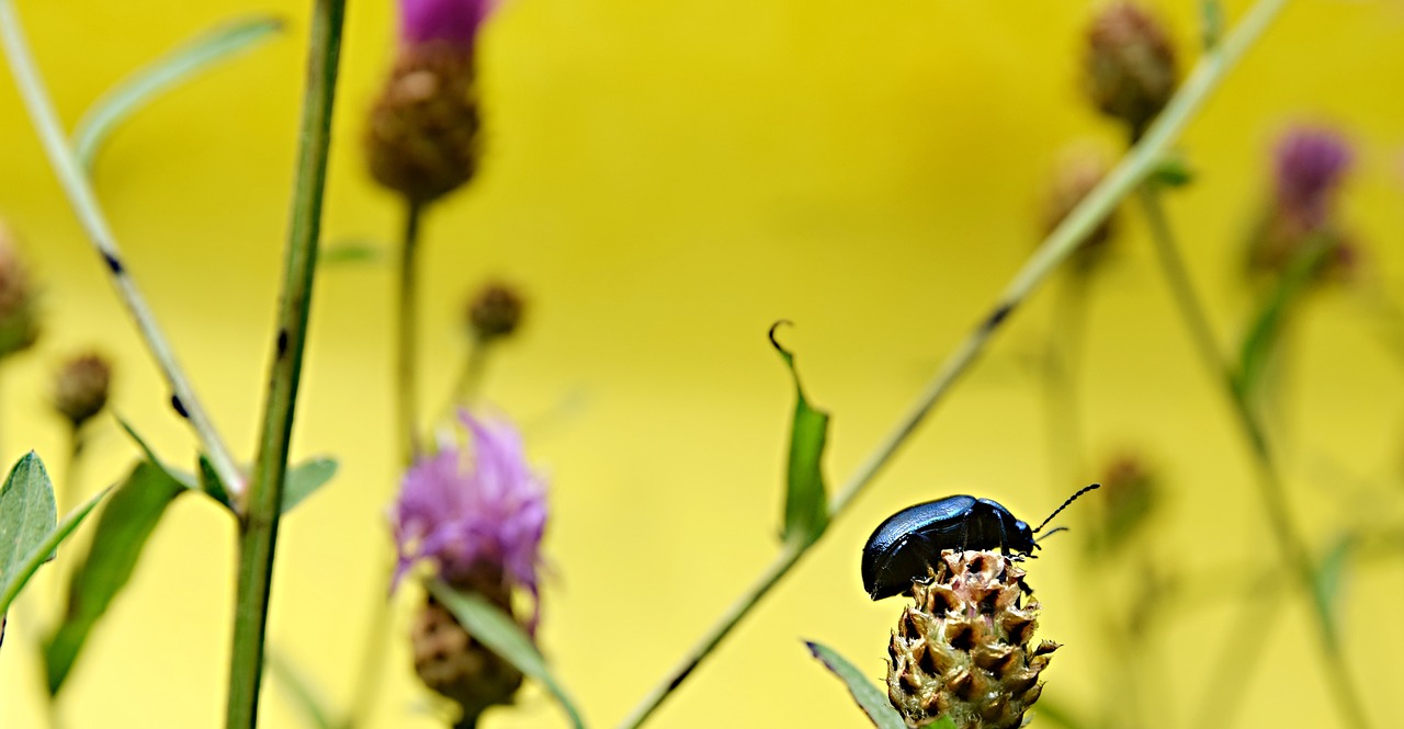 beetle  insects  flower free photo