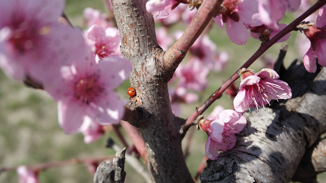 beetle  peach  spring free photo