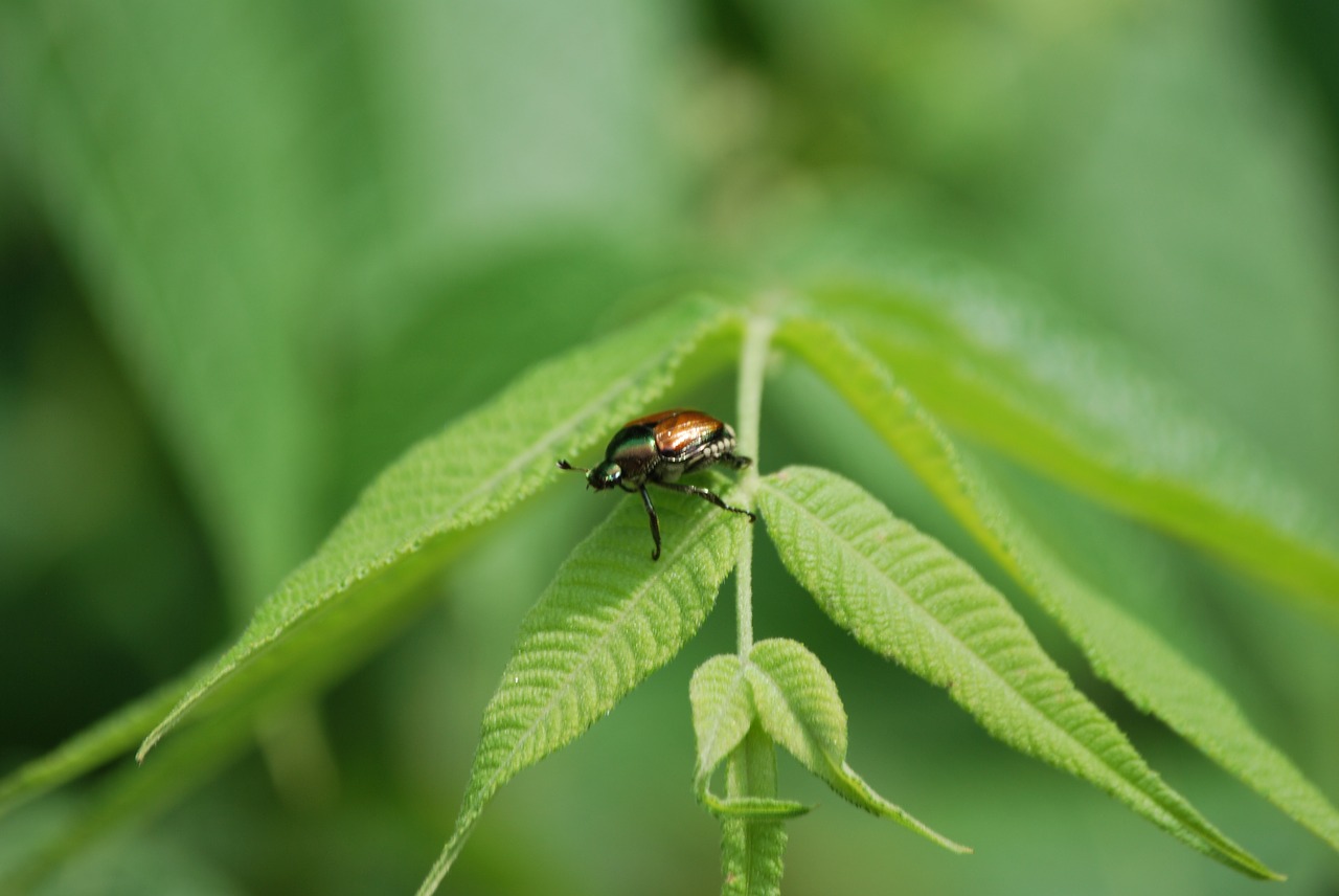 beetle  leaf  bug free photo