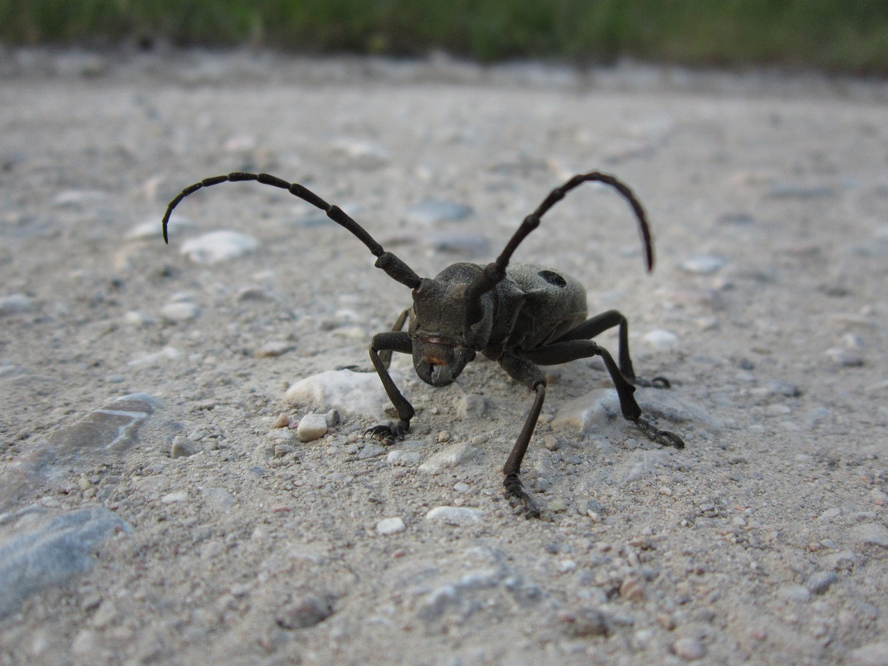 beetle  coleoptera  morimus funereus free photo