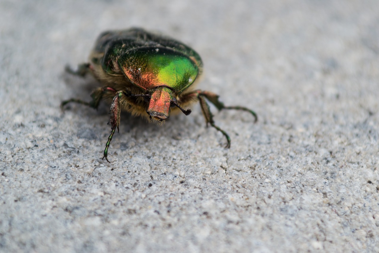 beetle  colorful  insect free photo