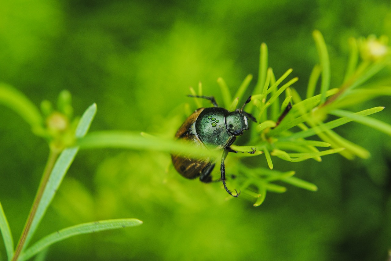 beetle grass water free photo