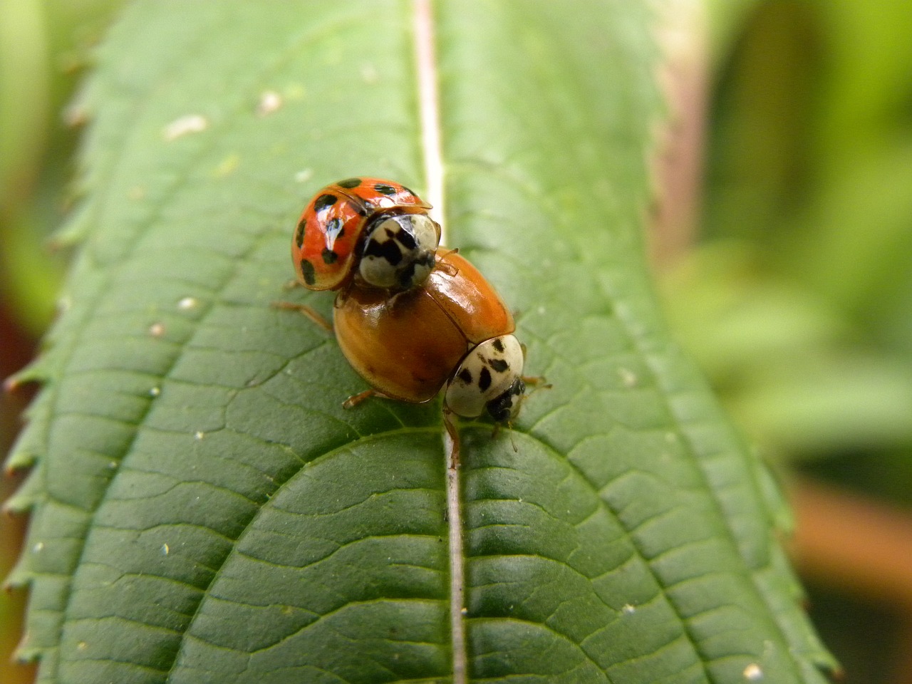 beetle  macro  ladybug free photo