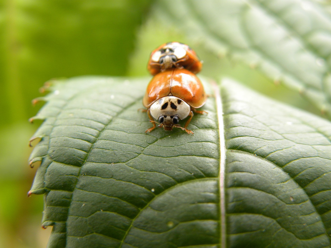 beetle  macro  ladybug free photo