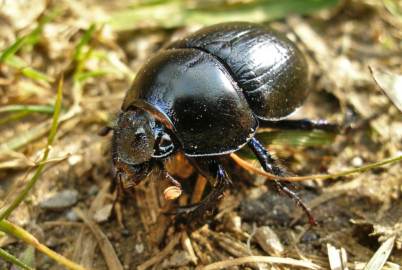 beetle  insect  nature free photo