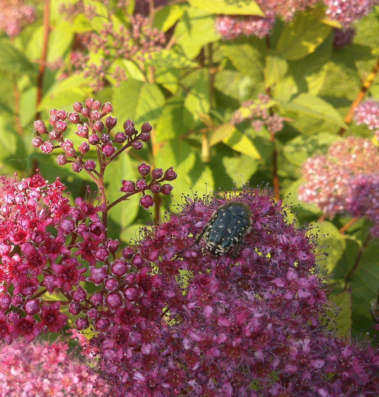 beetle insect close free photo