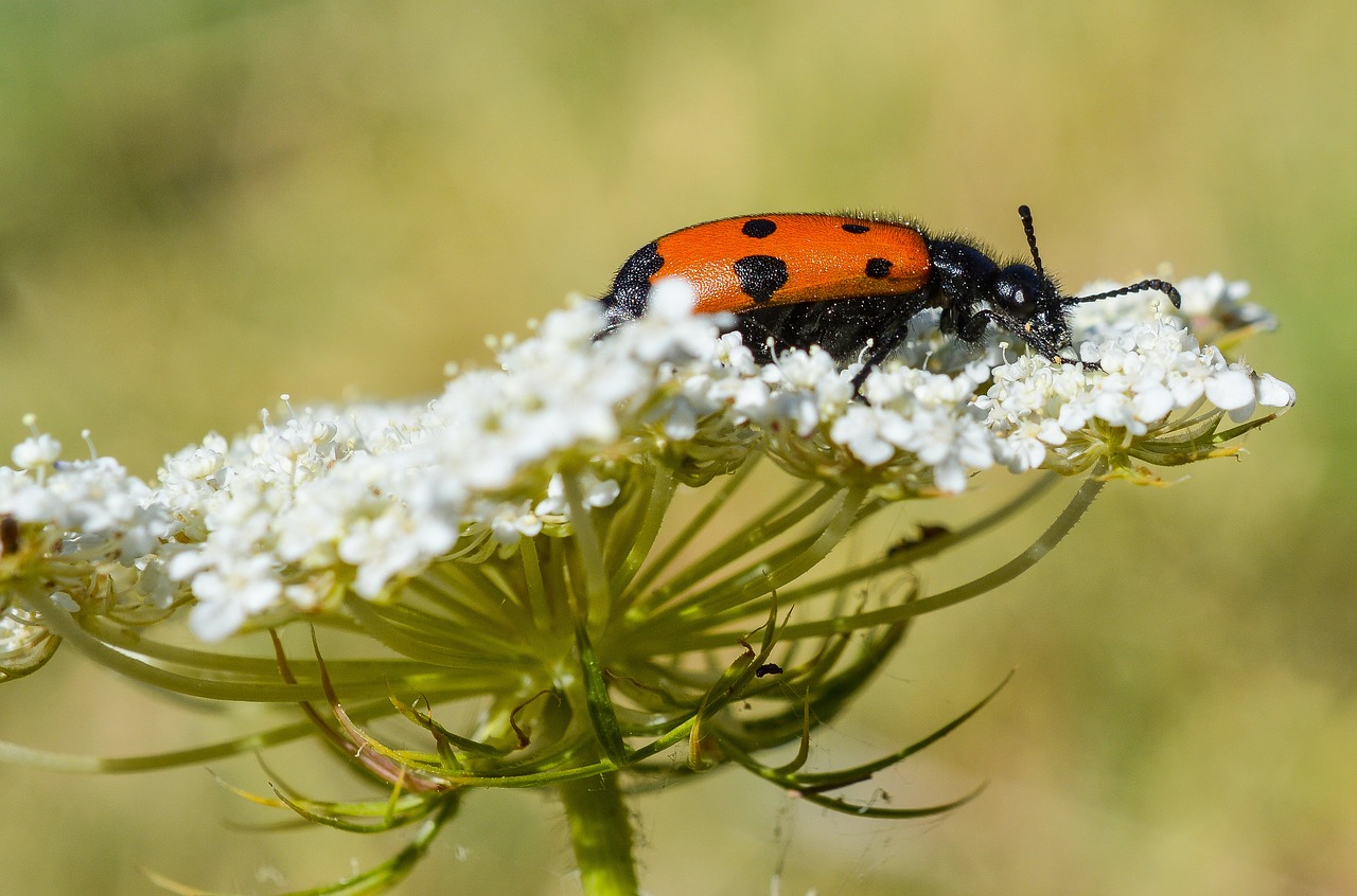 beetle  flower  nature free photo