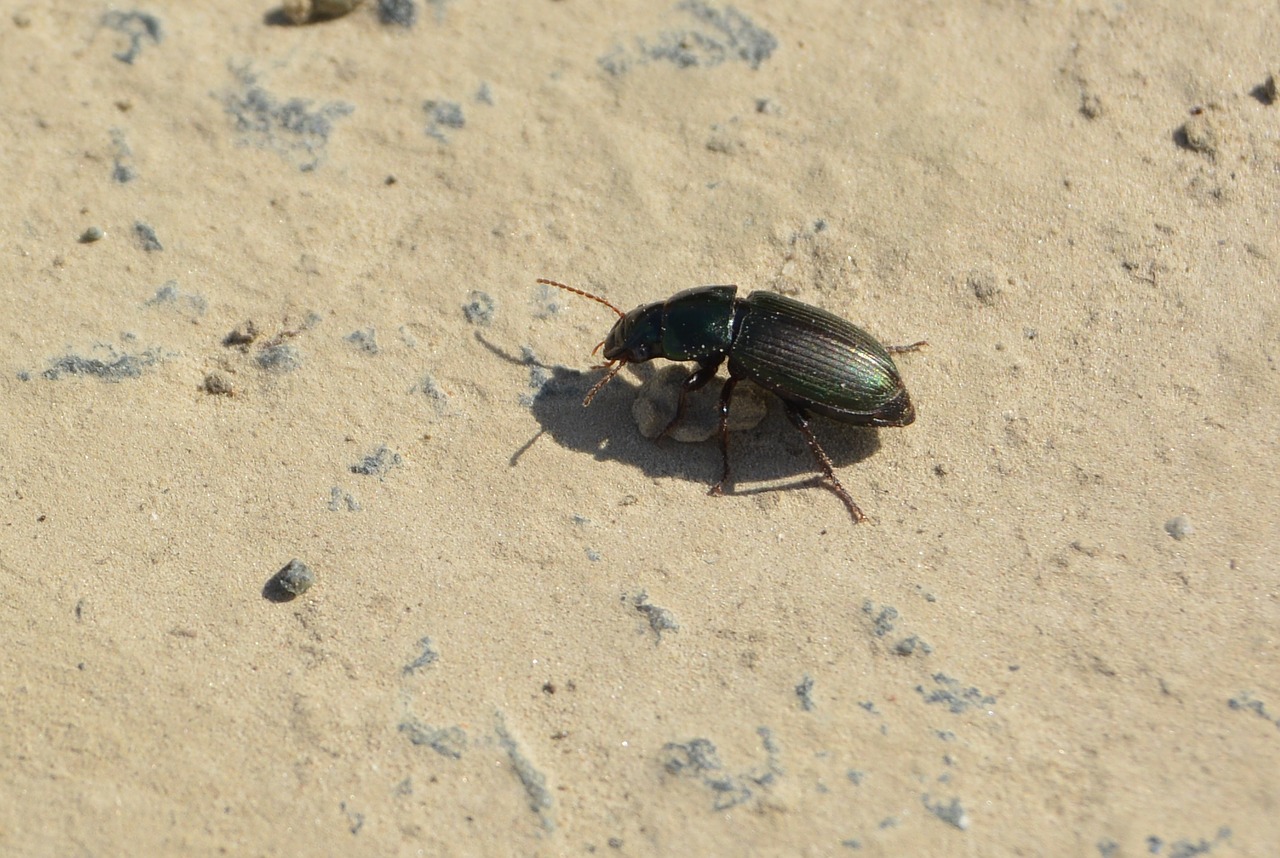 beetle away stone free photo