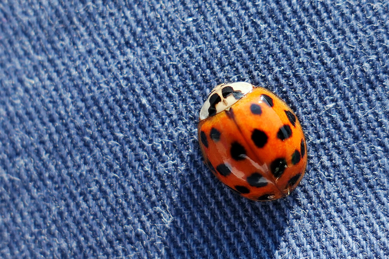 beetle  ladybug  insect free photo