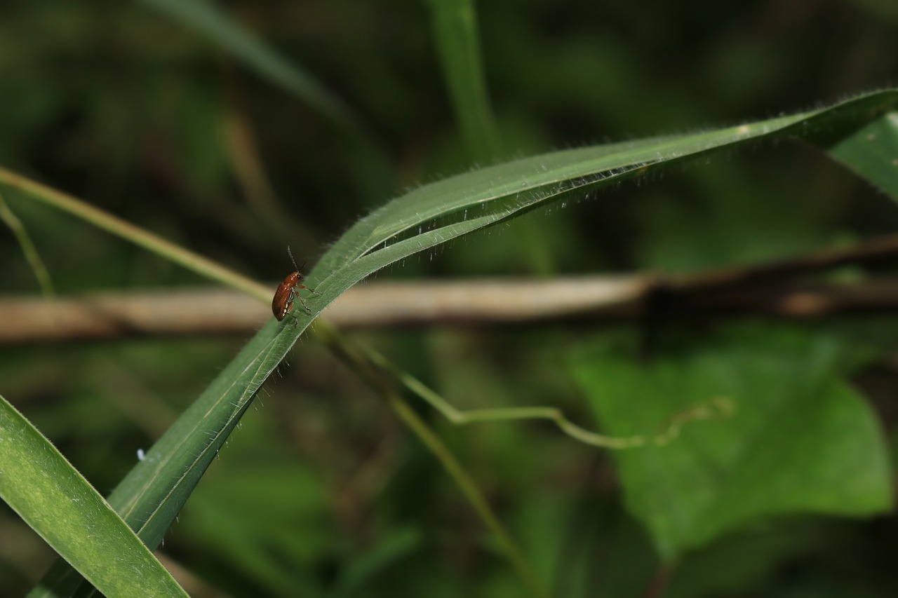 beetle  green leaf  neck free photo