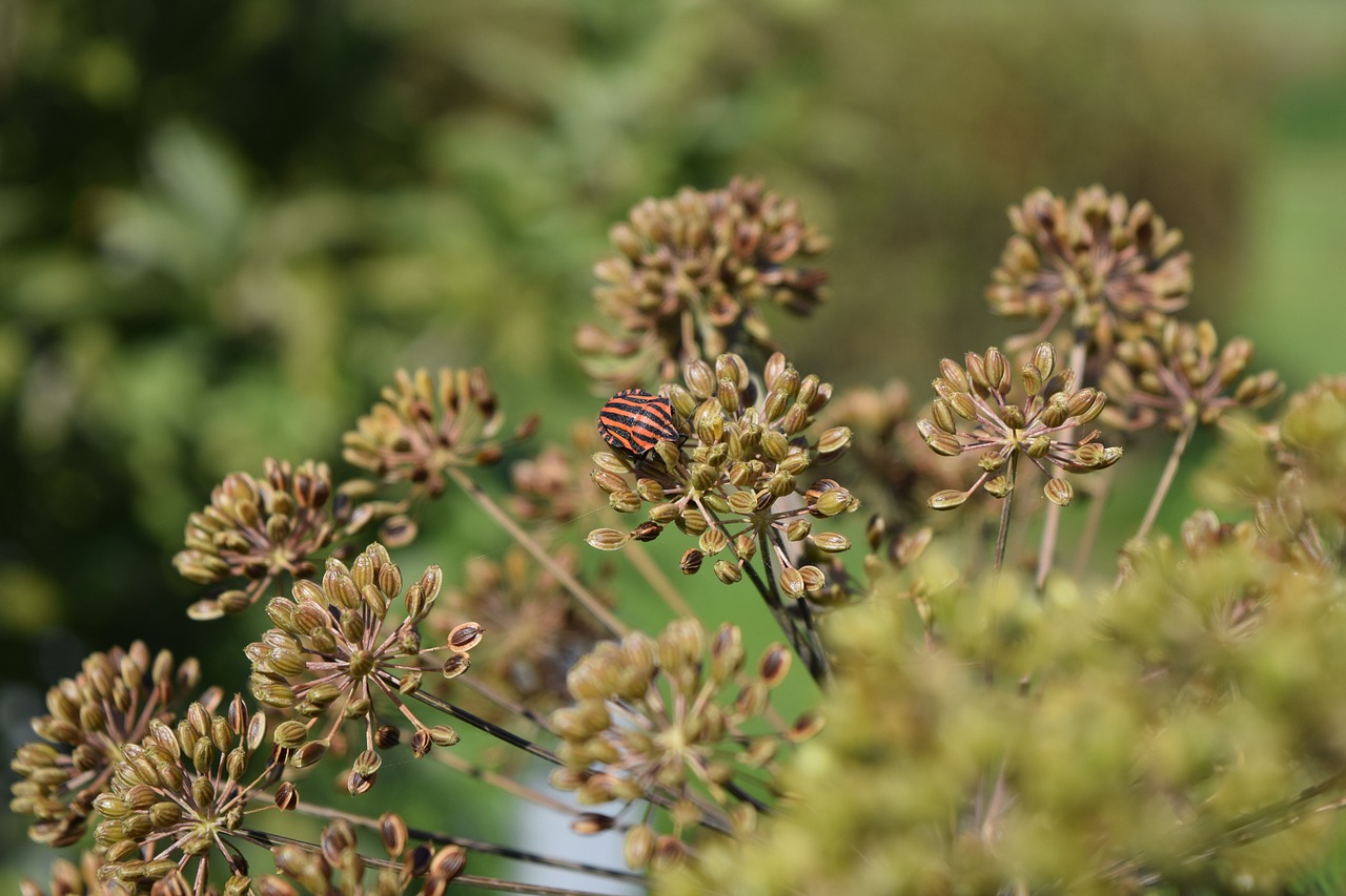 beetle  natural  plant free photo