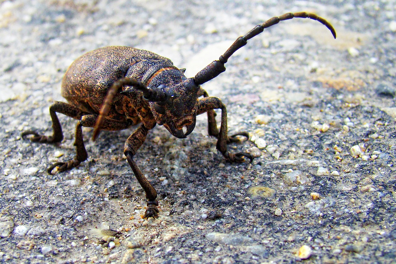 beetle  strigun  insect free photo