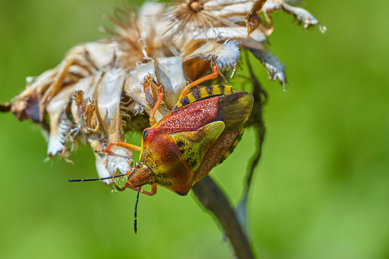 beetle  flower  insect free photo