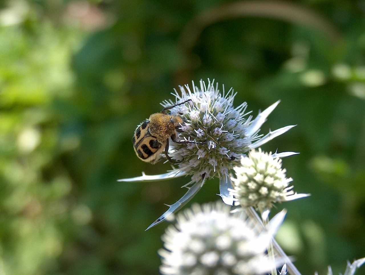 beetle nature insect free photo