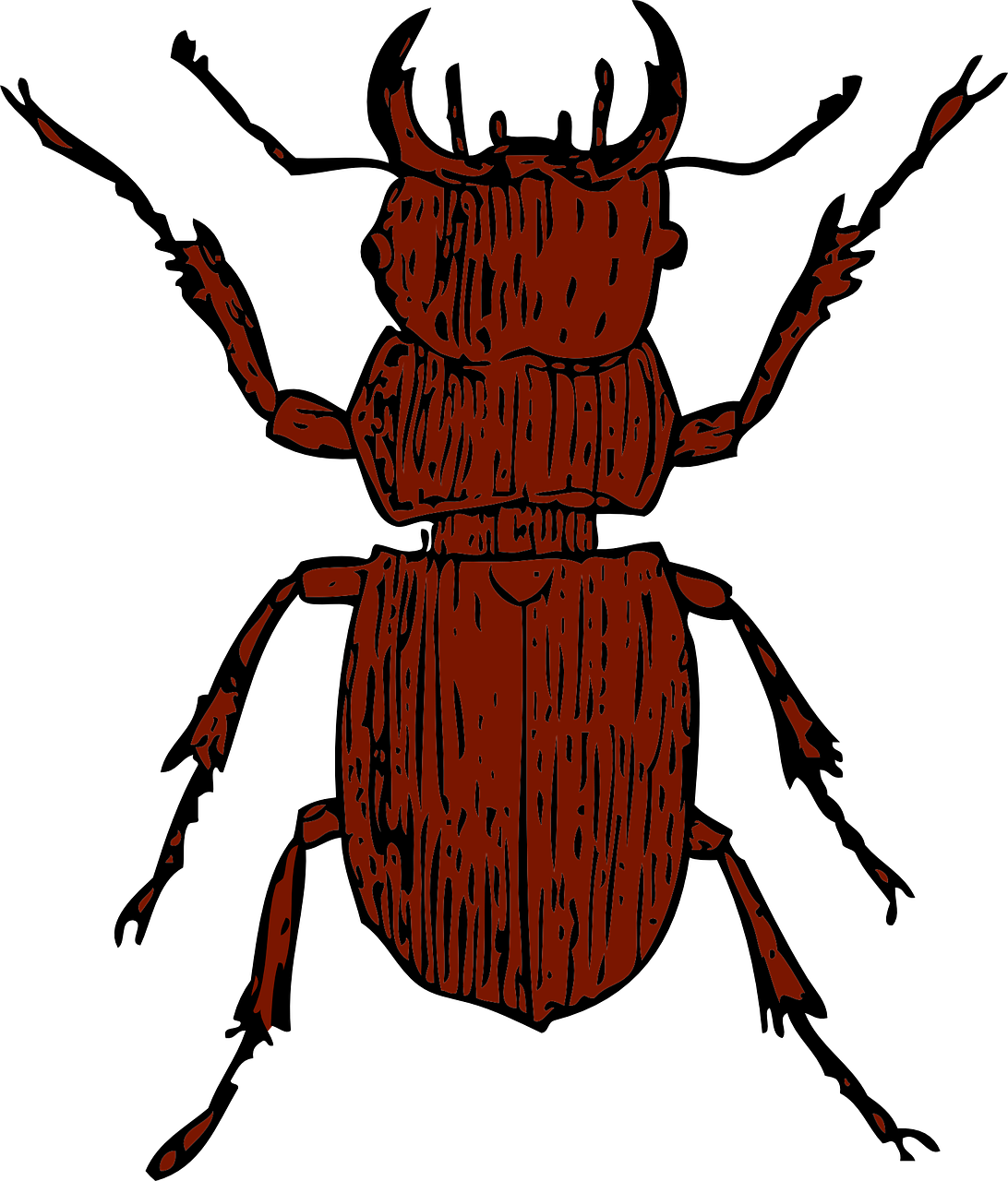 beetle bug insect free photo