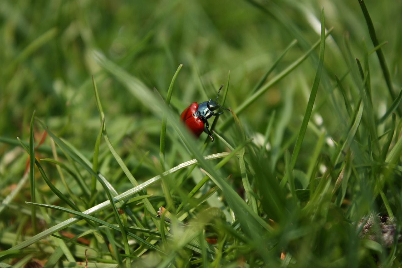 beetle grass insect free photo