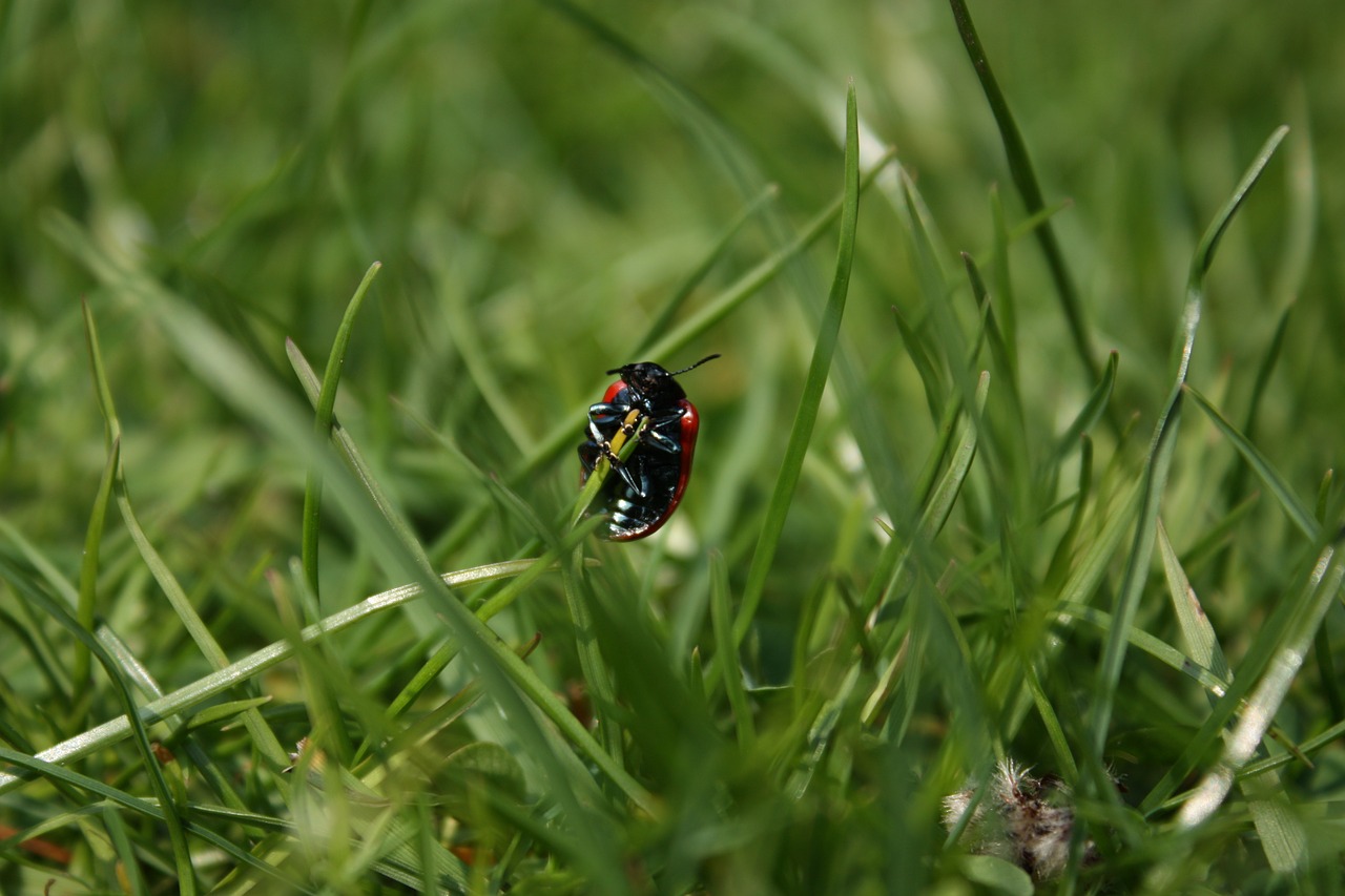 beetle insect grass free photo