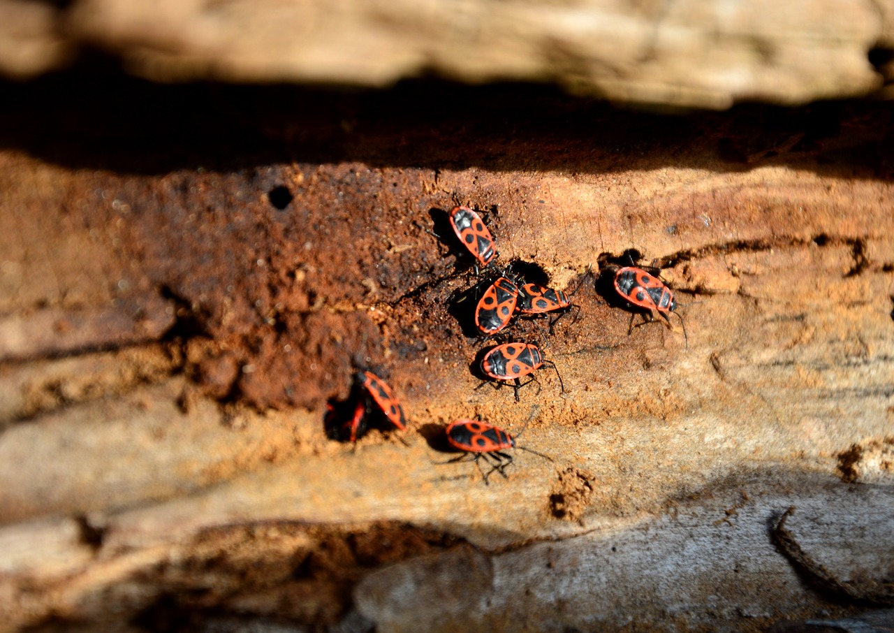 beetle  fire bug  nasty fire bug free photo