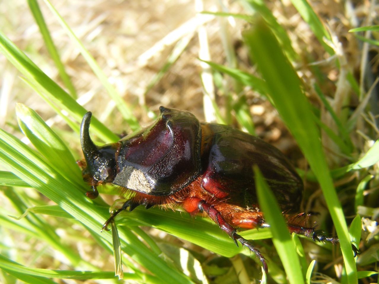 beetle brown insect free photo