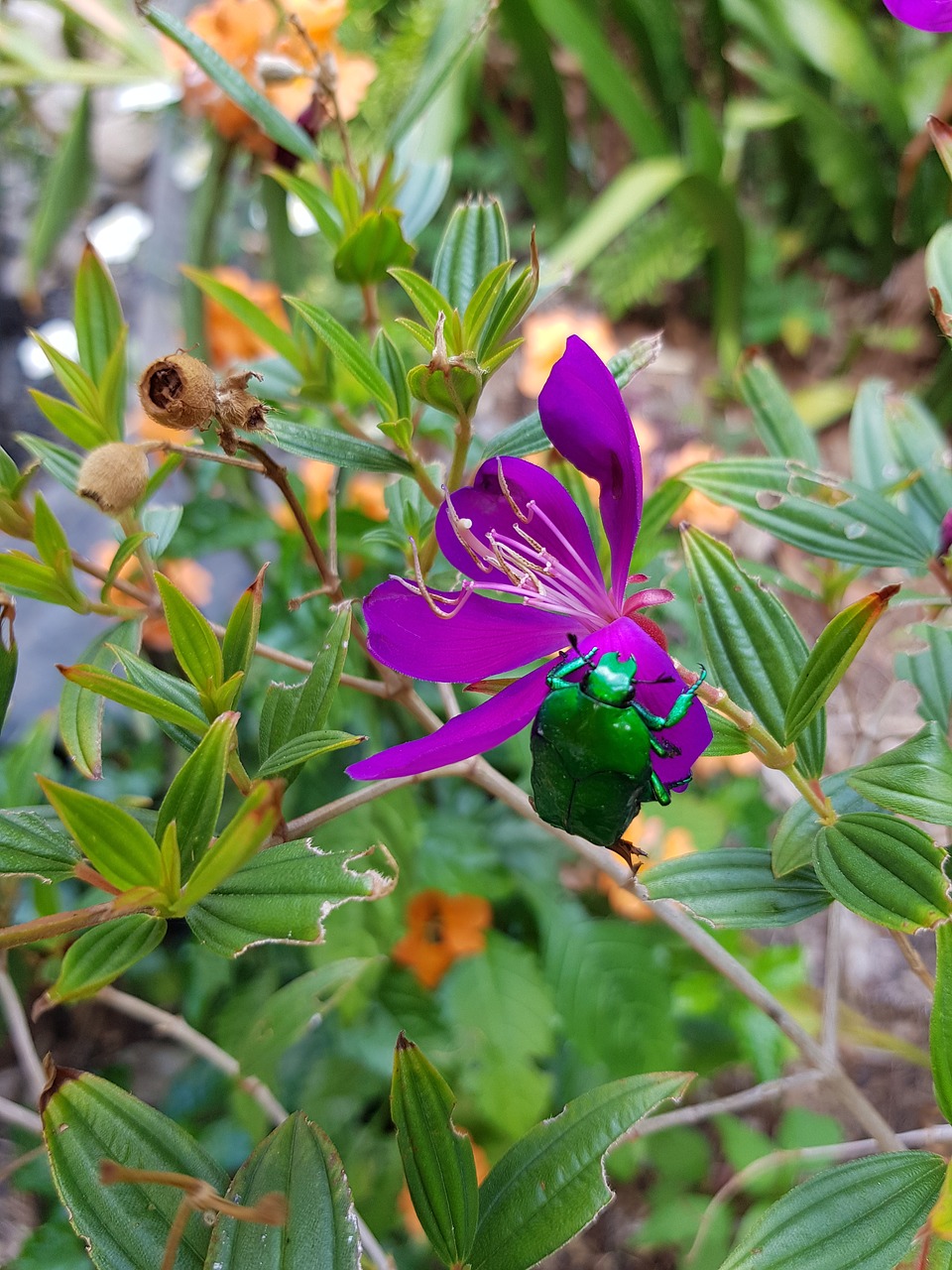 beetle  garden  flowers free photo