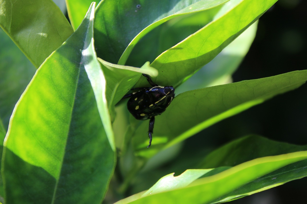 beetle  nature  insect free photo