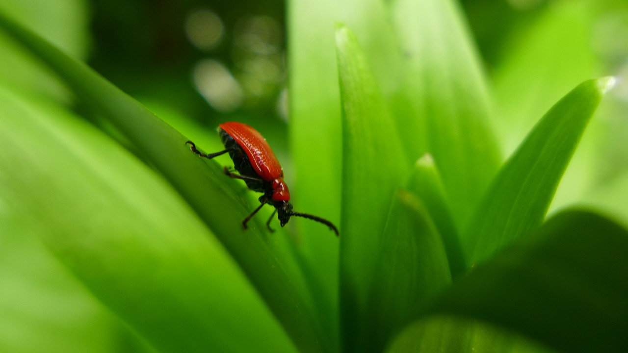beetle lily beetle red free photo