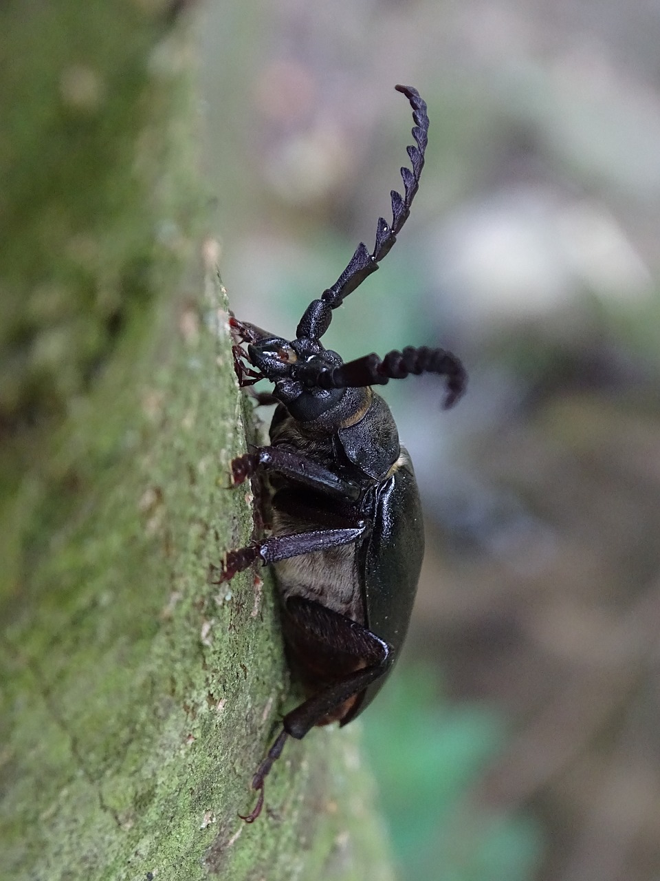 beetle  macro  nature free photo