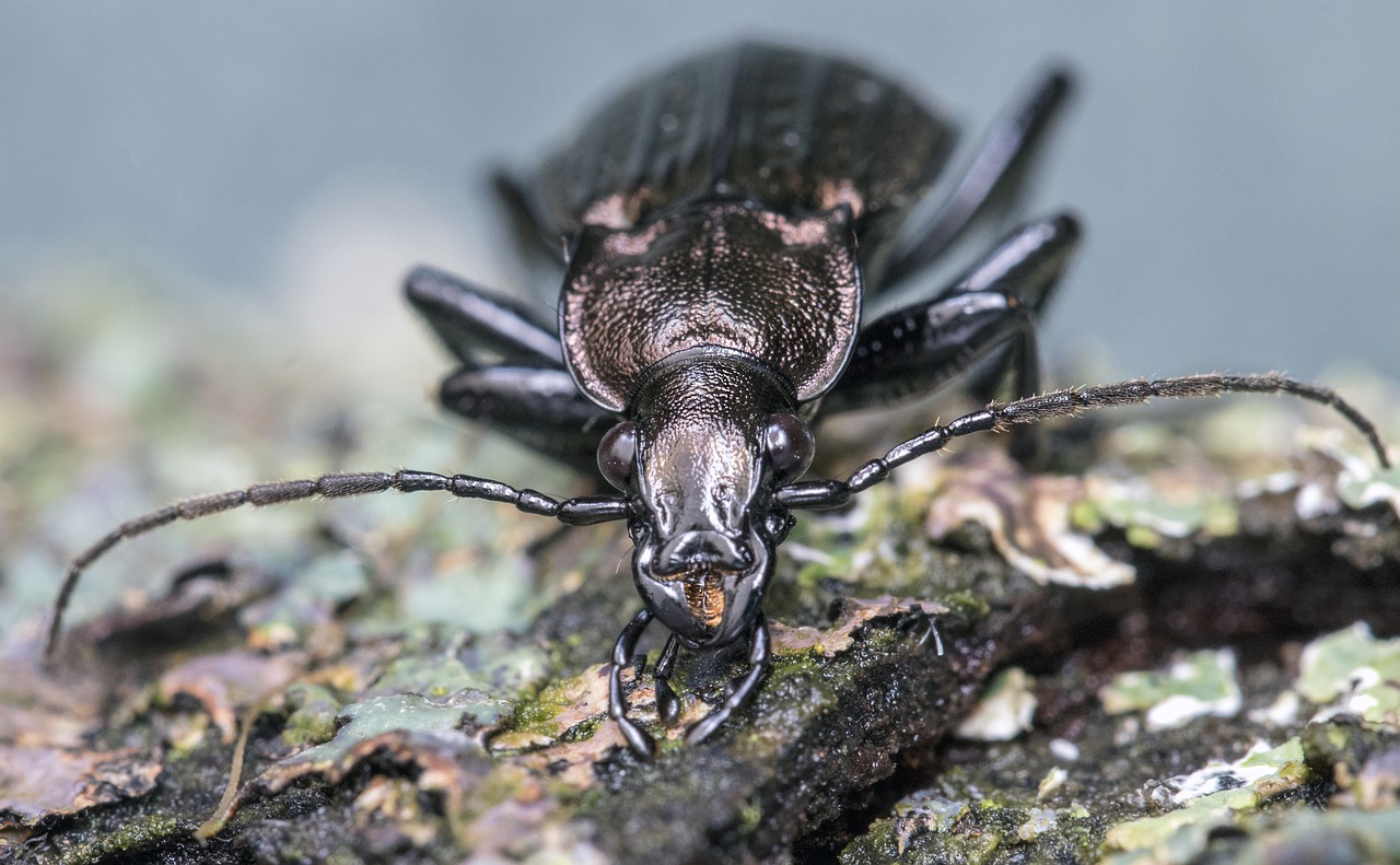 beetle  carapace  insect free photo