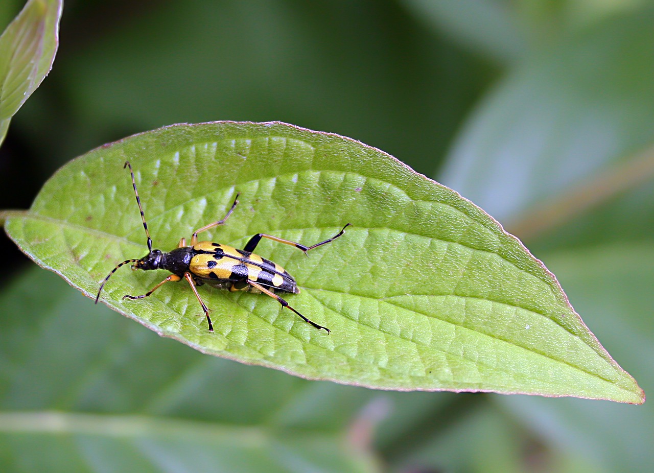 beetle  leaf  antenna free photo