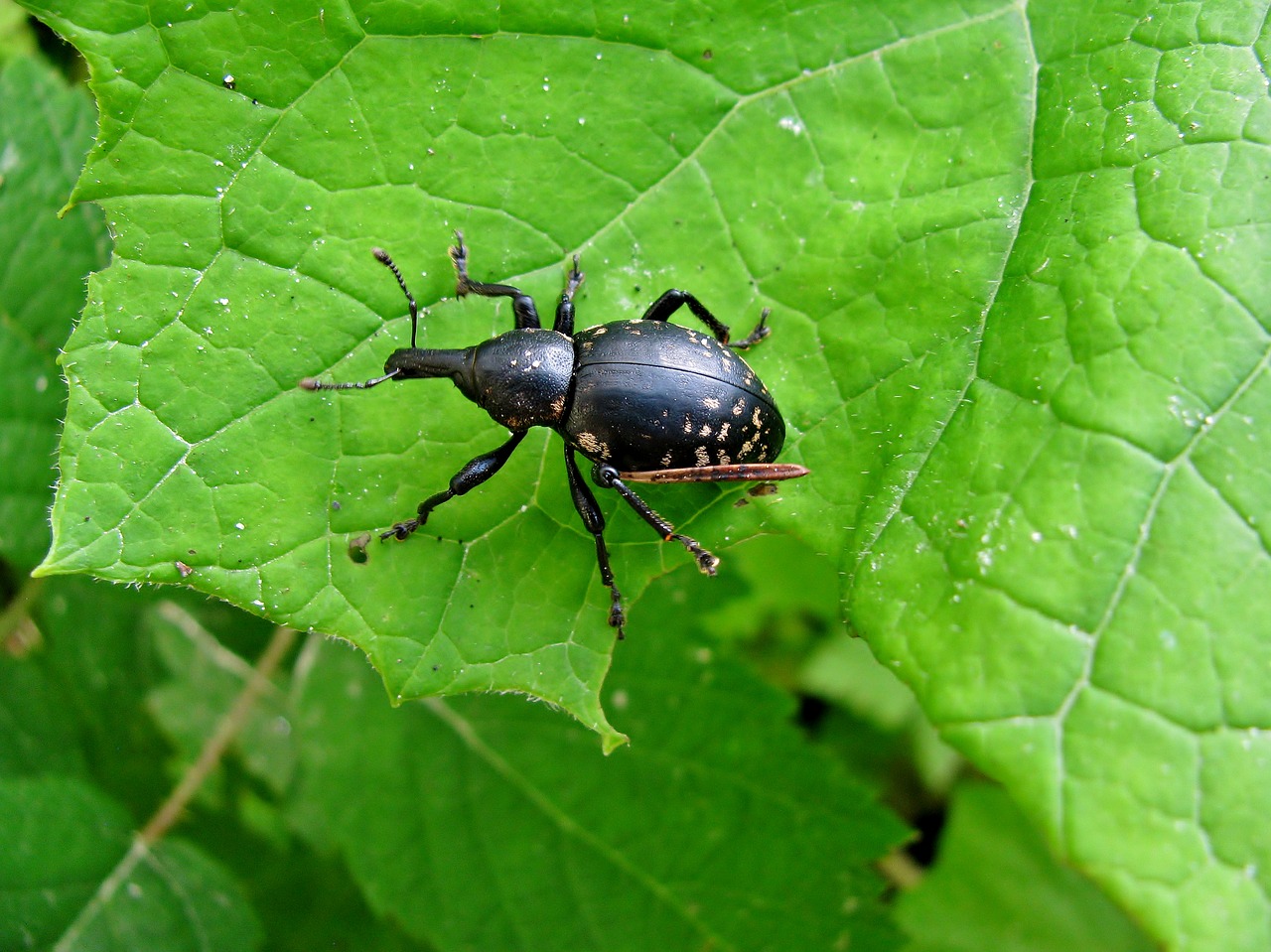 beetle  forest  insect free photo