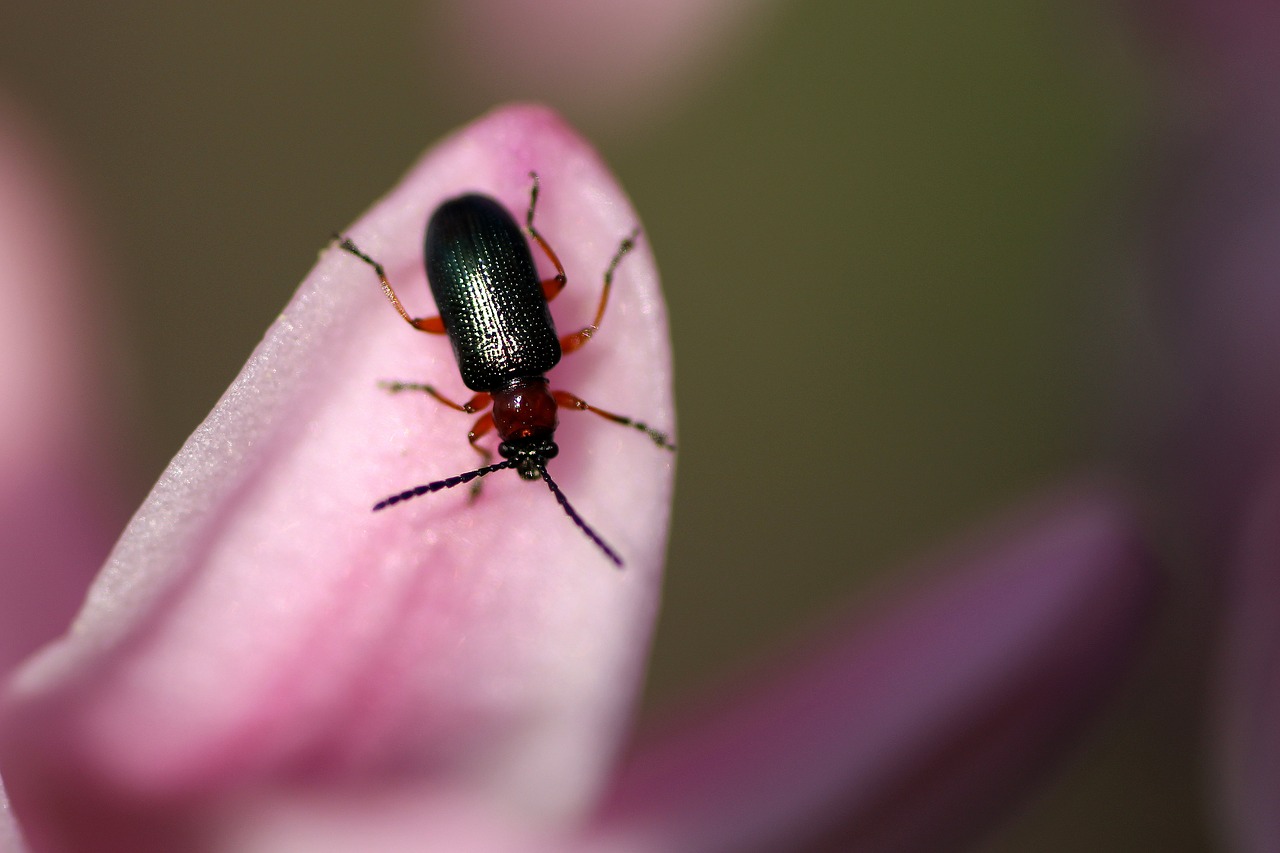 beetle  green  leaf beetle free photo