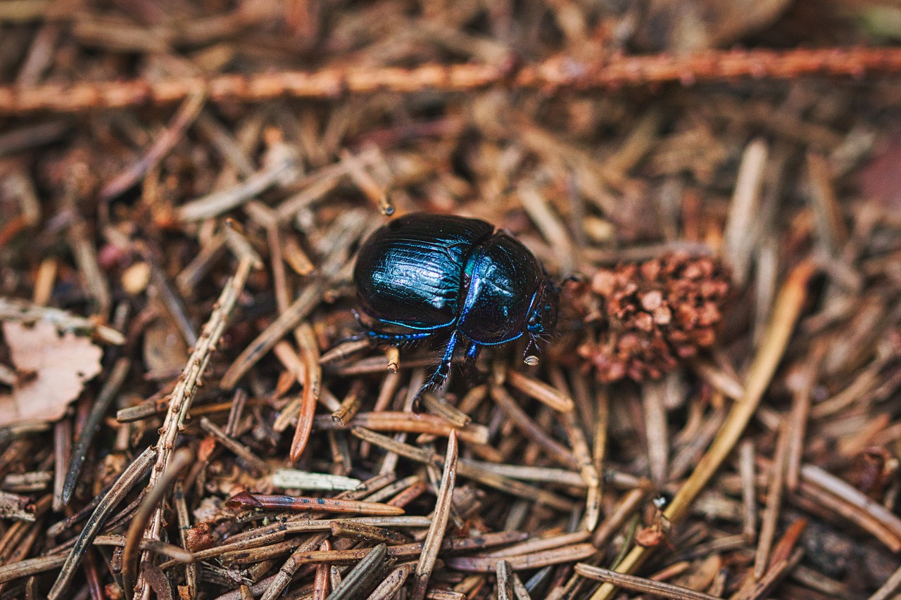 beetle  forest floor  insect free photo