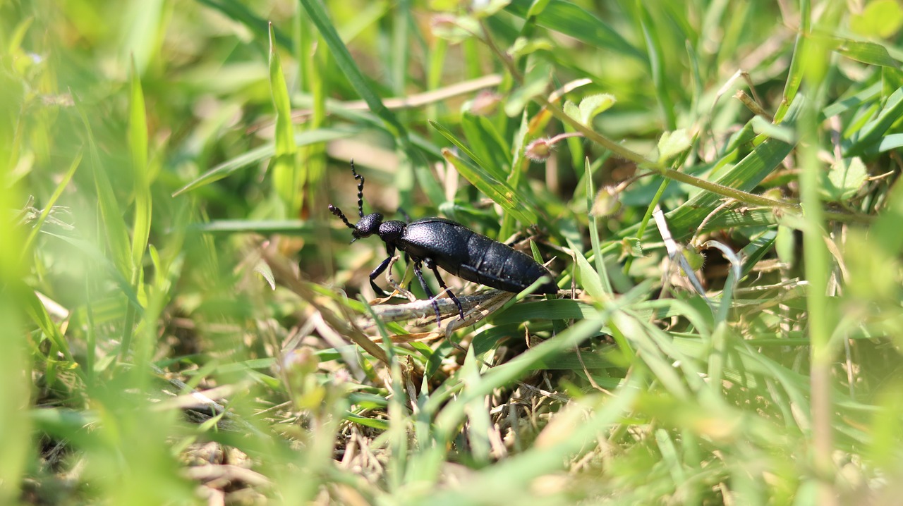 beetle  grass  nature free photo