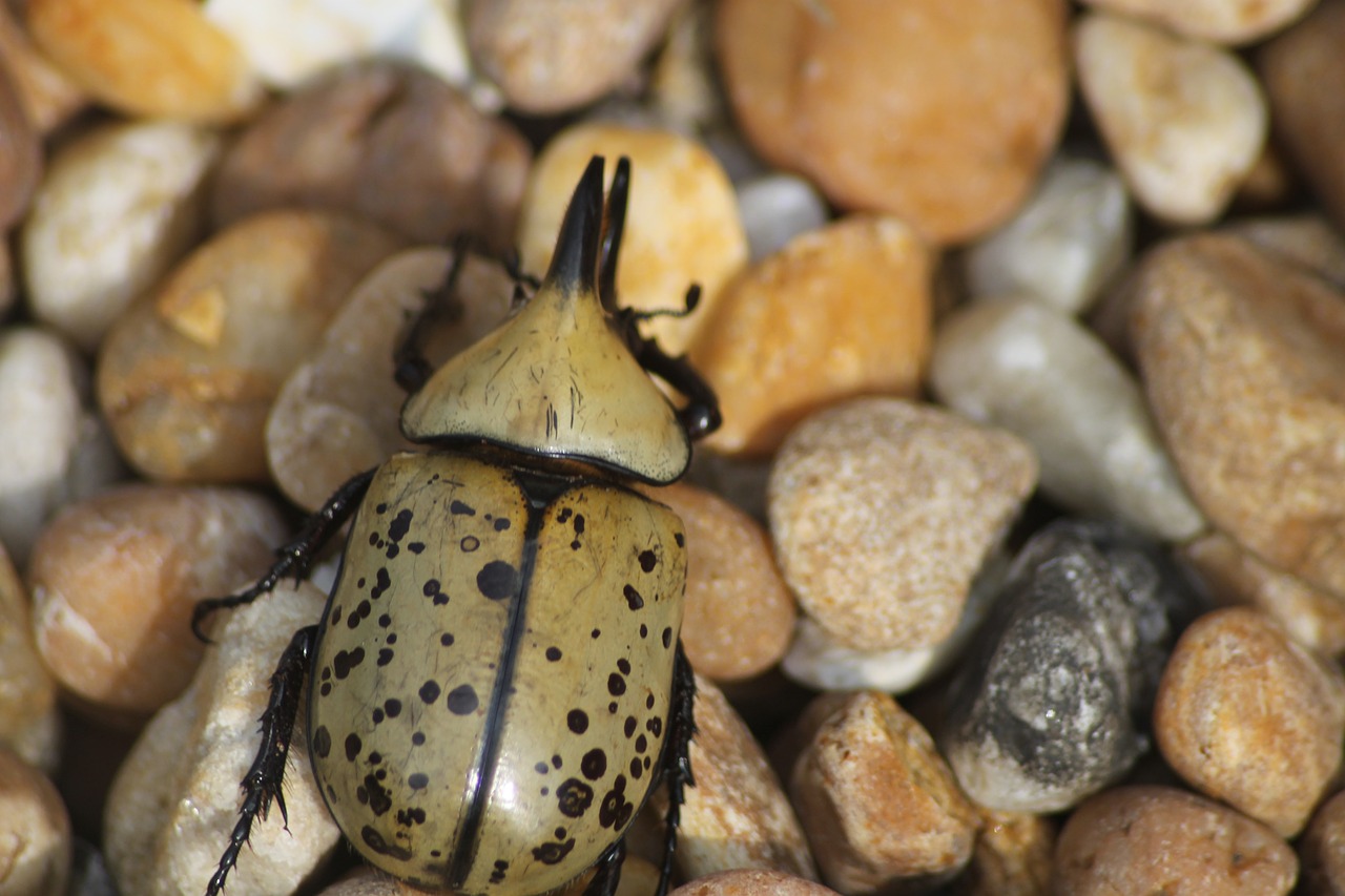 beetle outdoor nature free photo