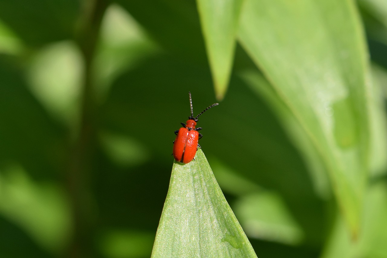 beetle  red  lily beetle free photo
