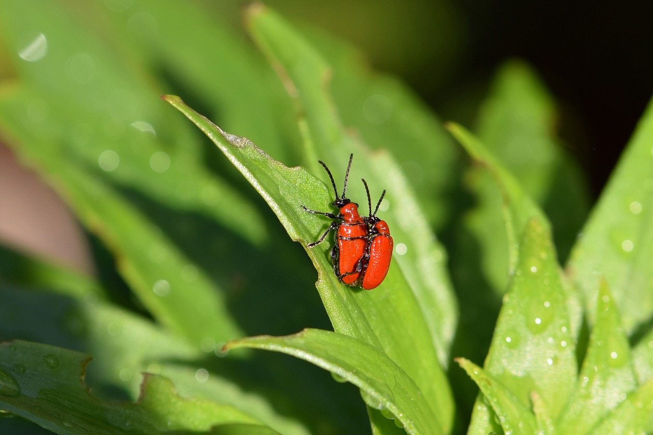 beetle  red  lily chicken free photo
