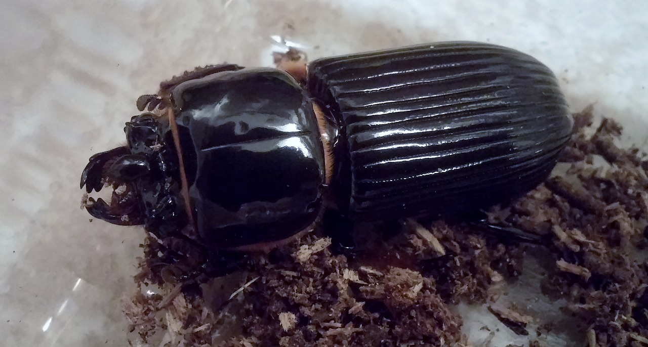 beetle beetles patent leather beetle free photo