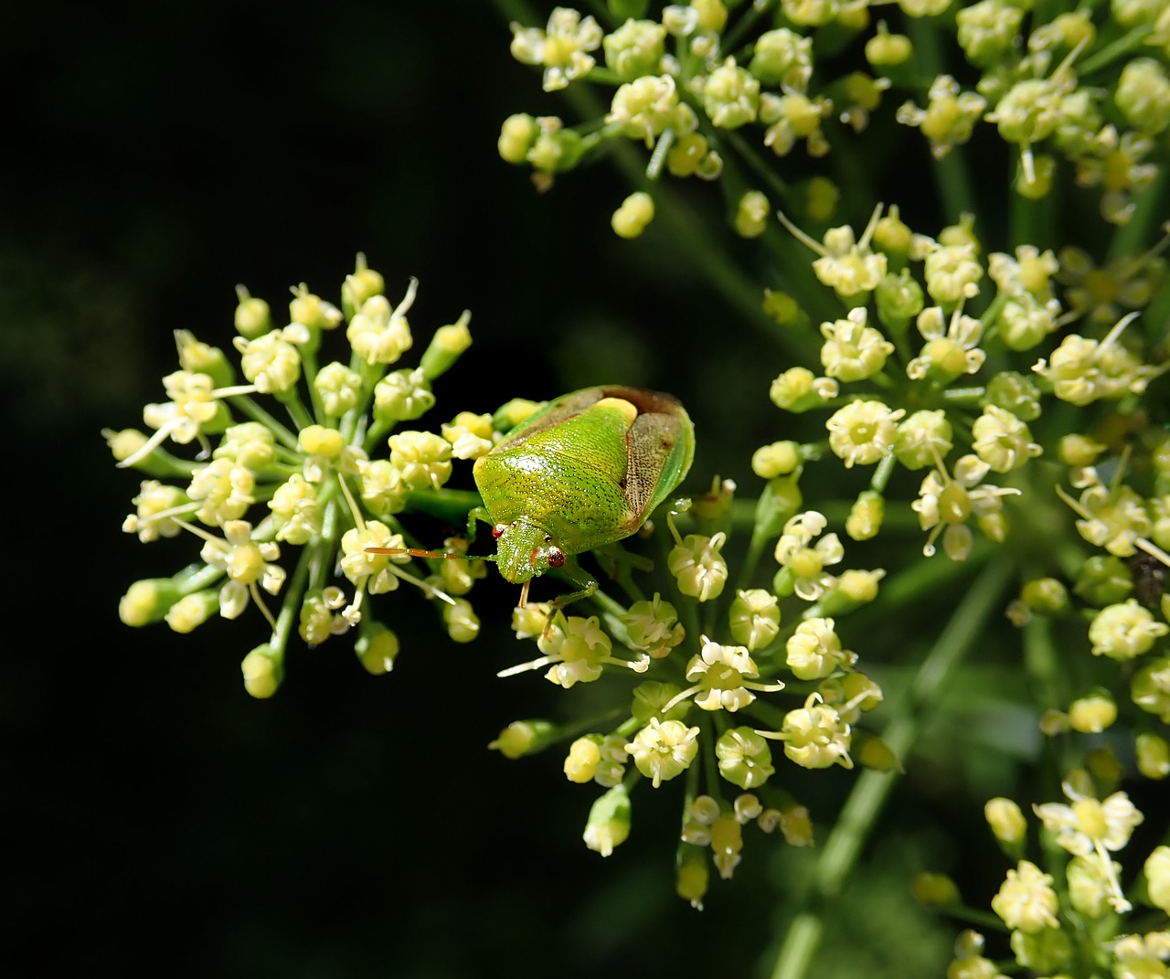 beetle  green  insect free photo
