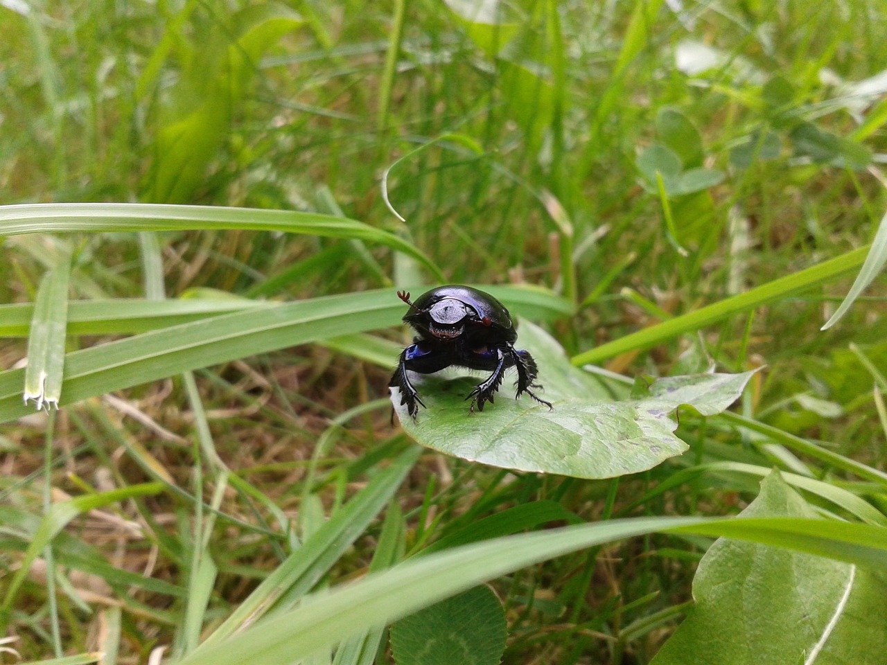 beetle nature insect free photo