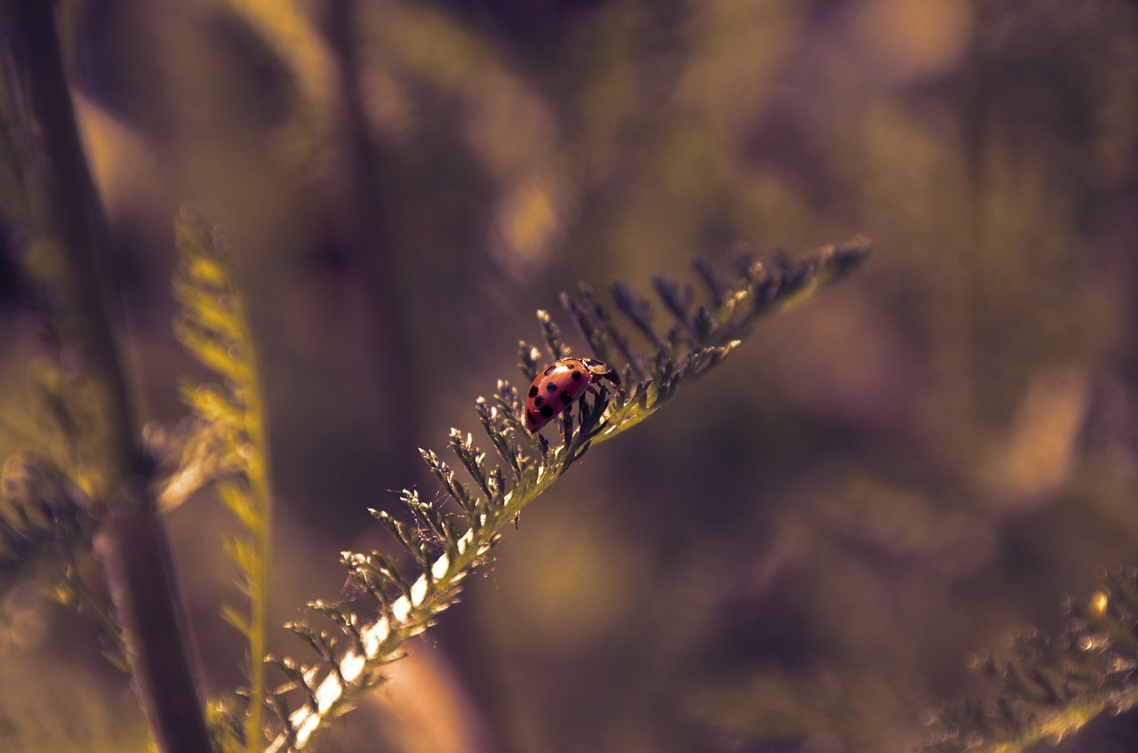 beetle  ladybug  dusk free photo