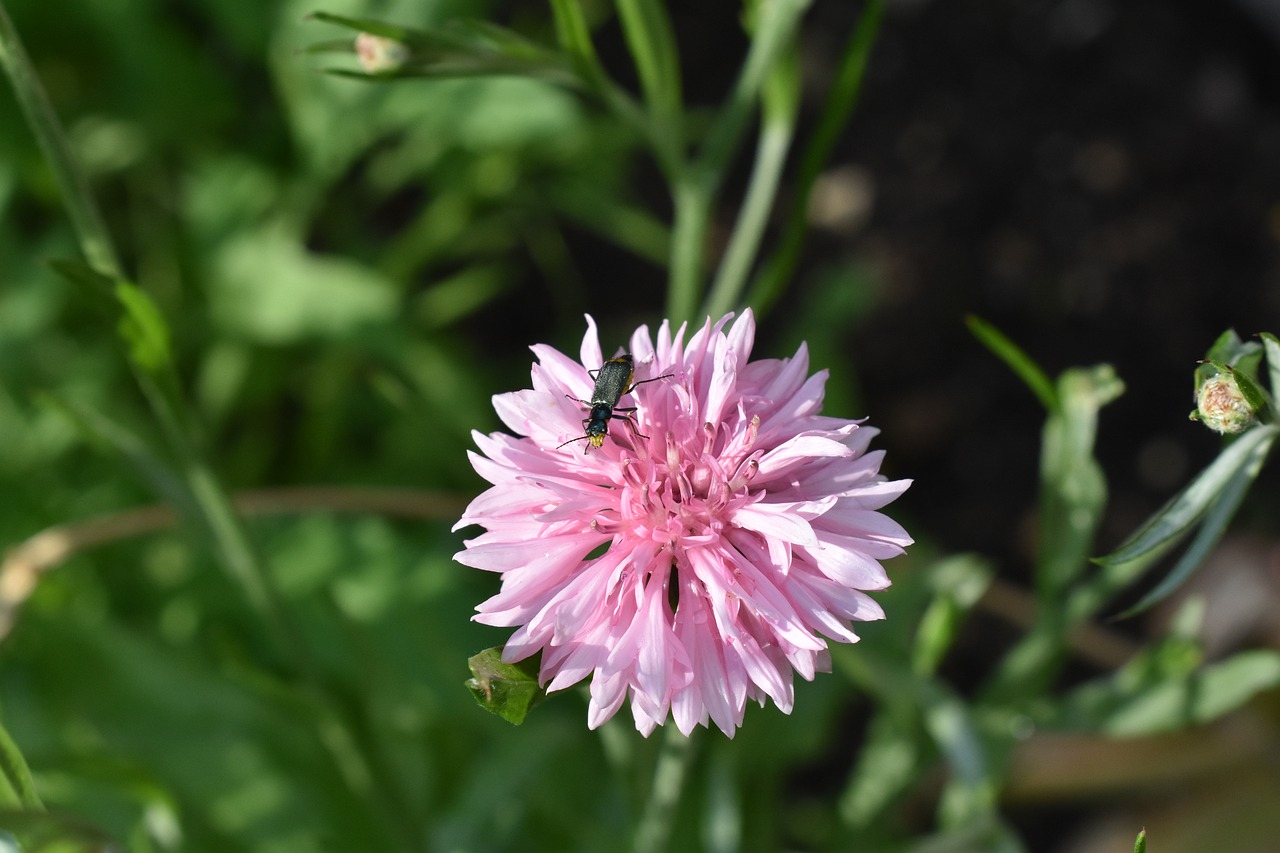 beetle  flower  summer free photo