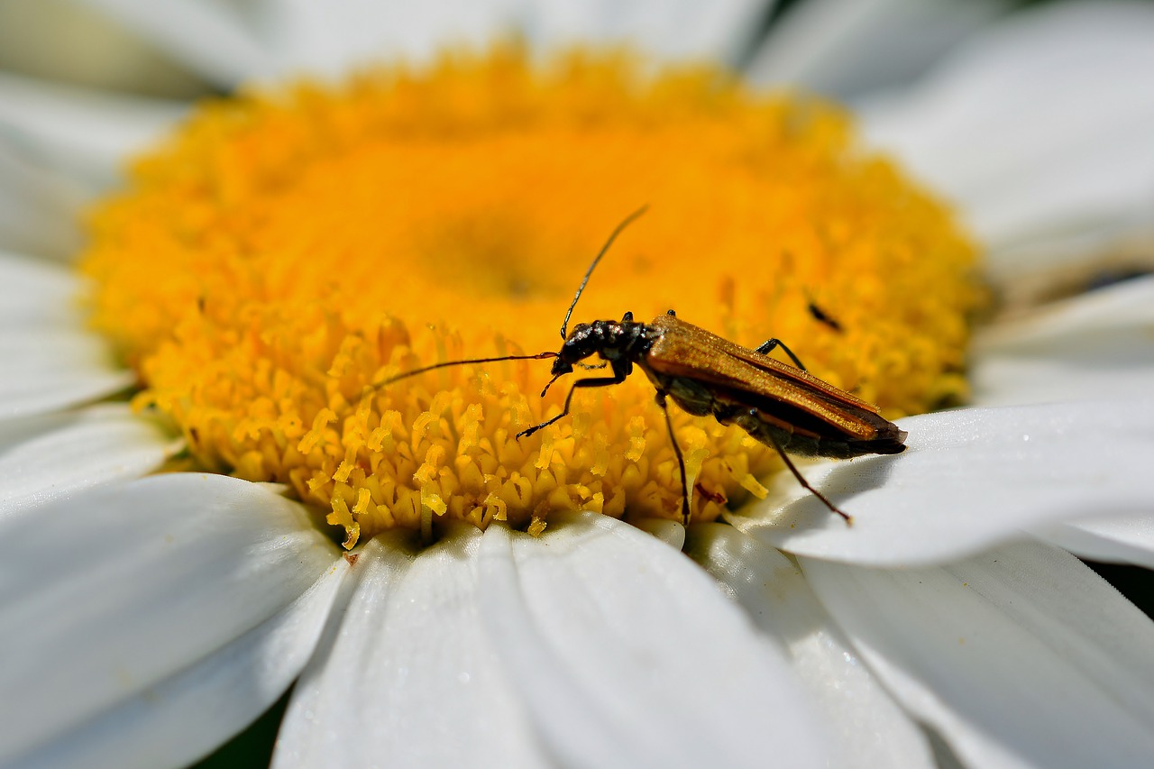 beetle  marguerite  pollen free photo