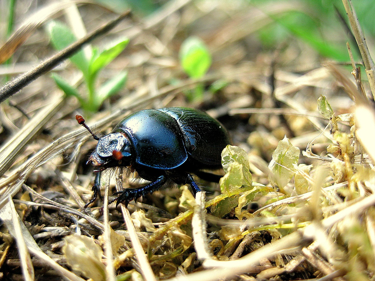 beetle beasts field free photo