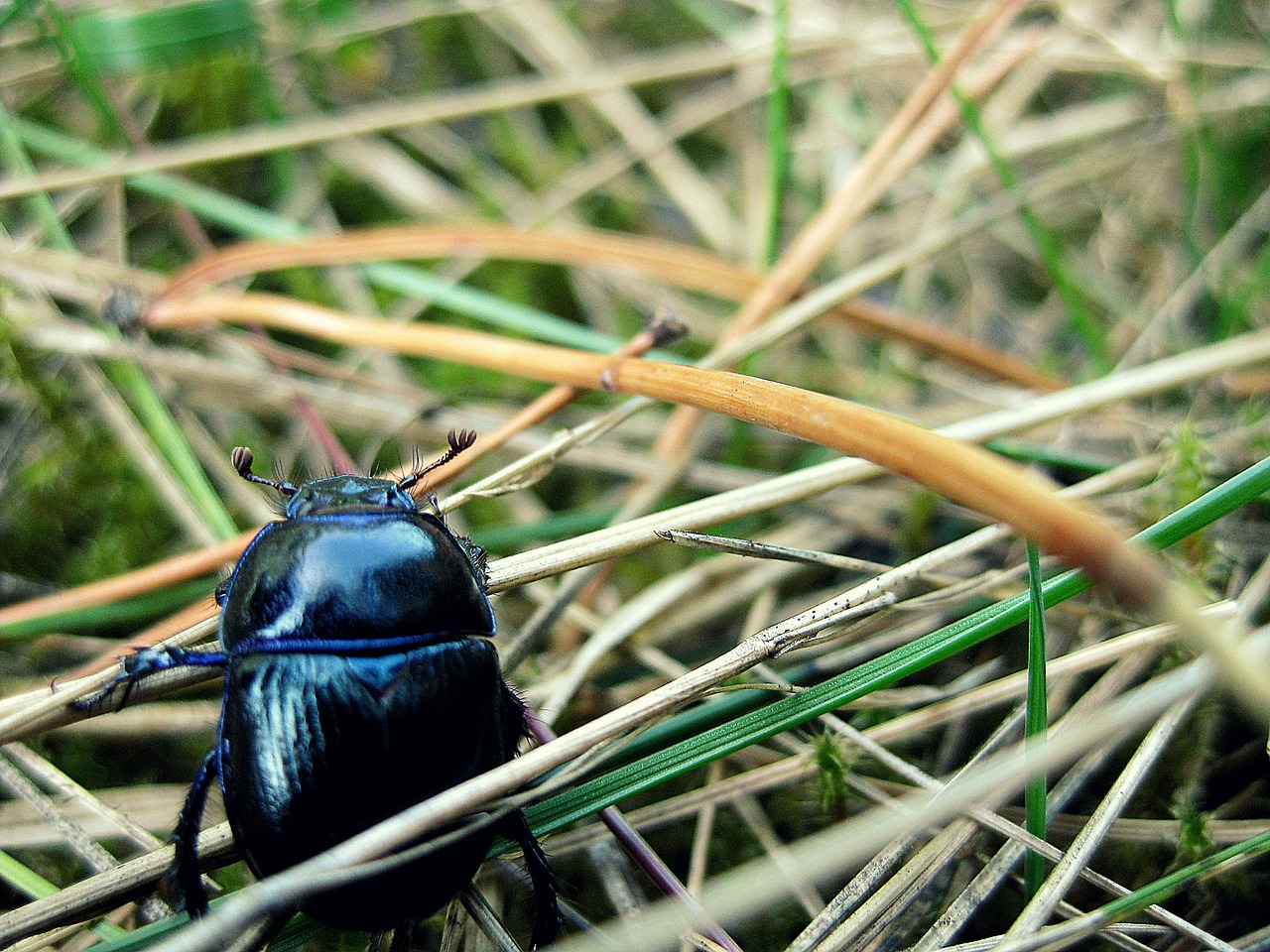 beetle animal macro free photo
