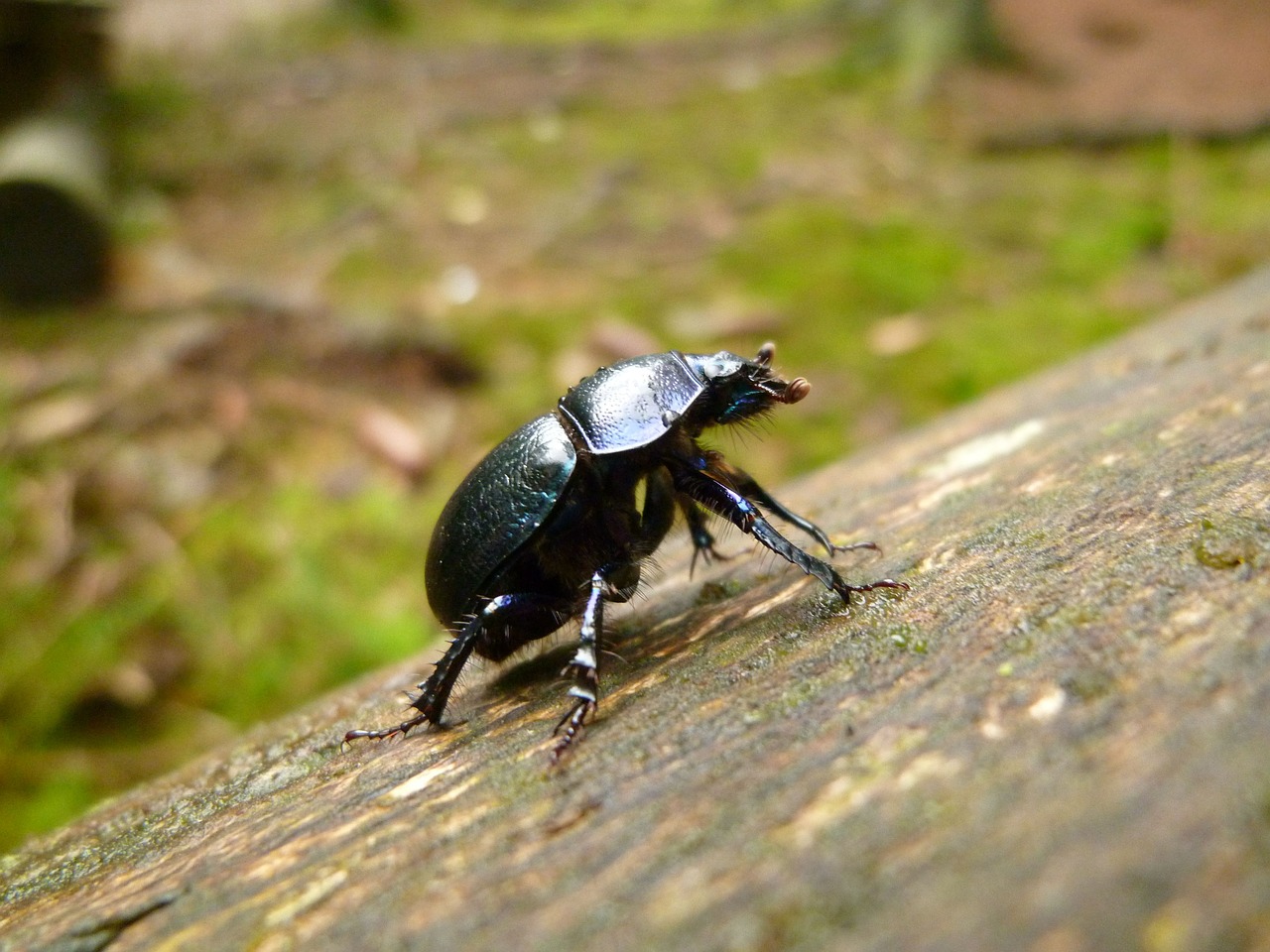 beetle insect dung beetle free photo