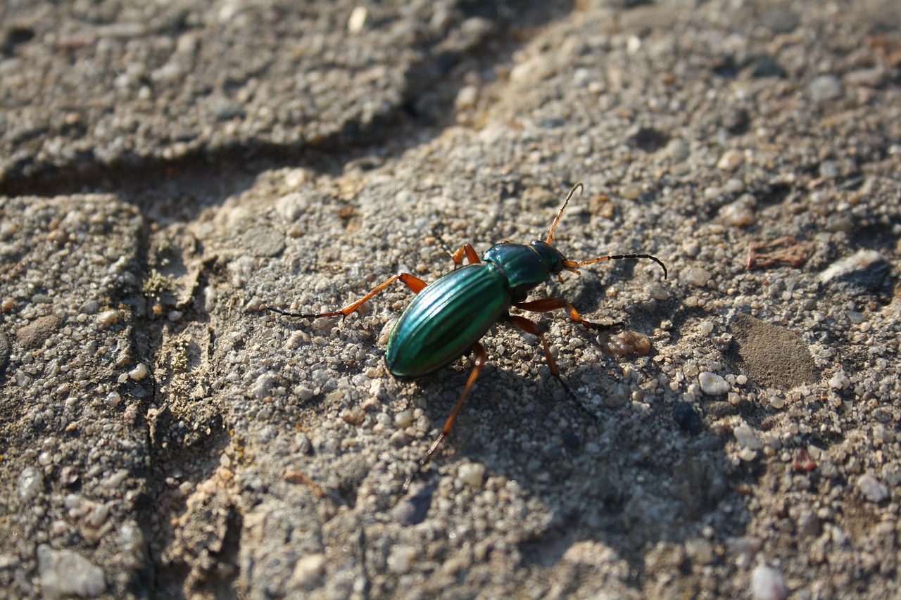 beetle animal nature free photo