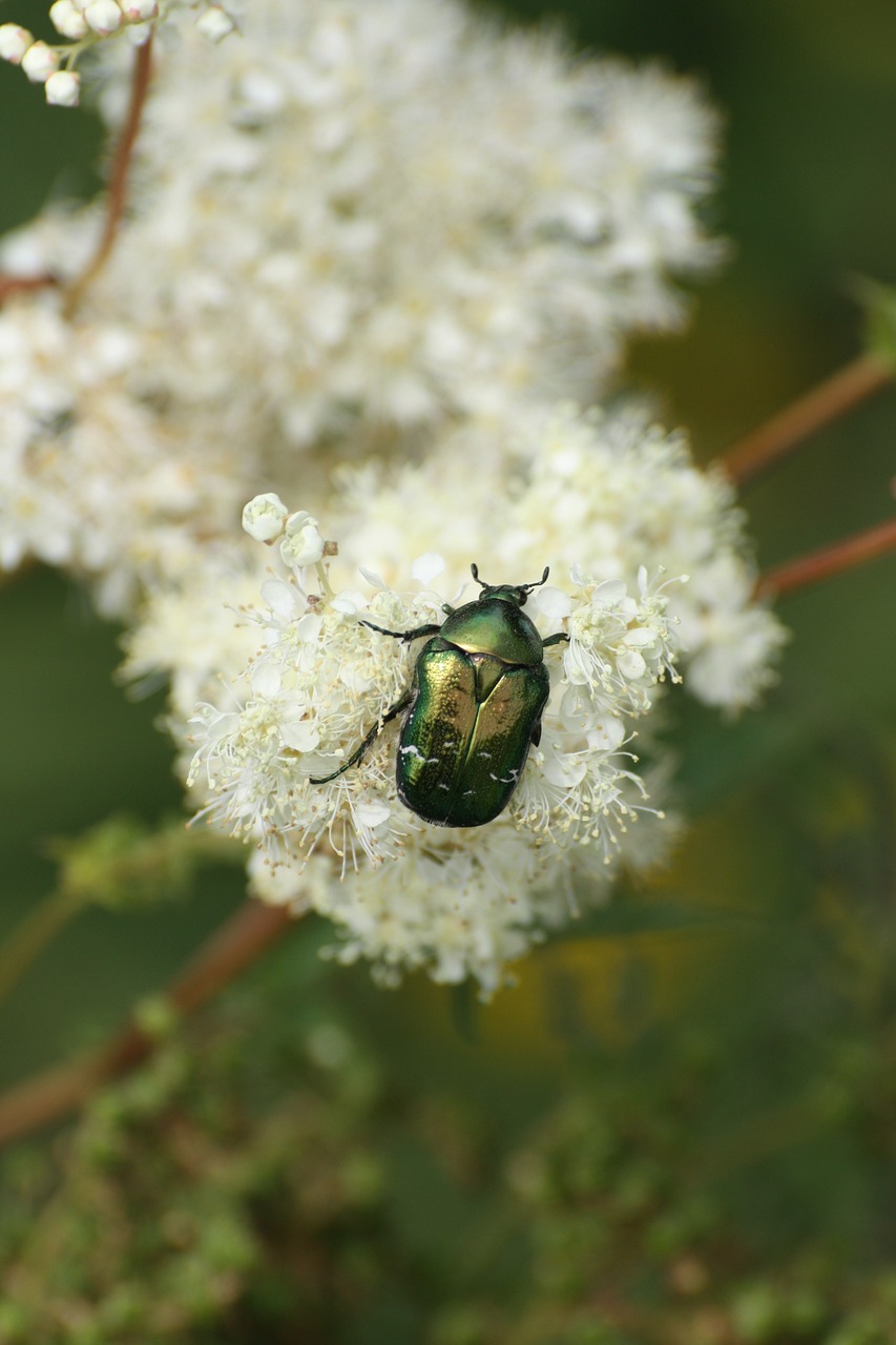 beetle insect mountain flower free photo