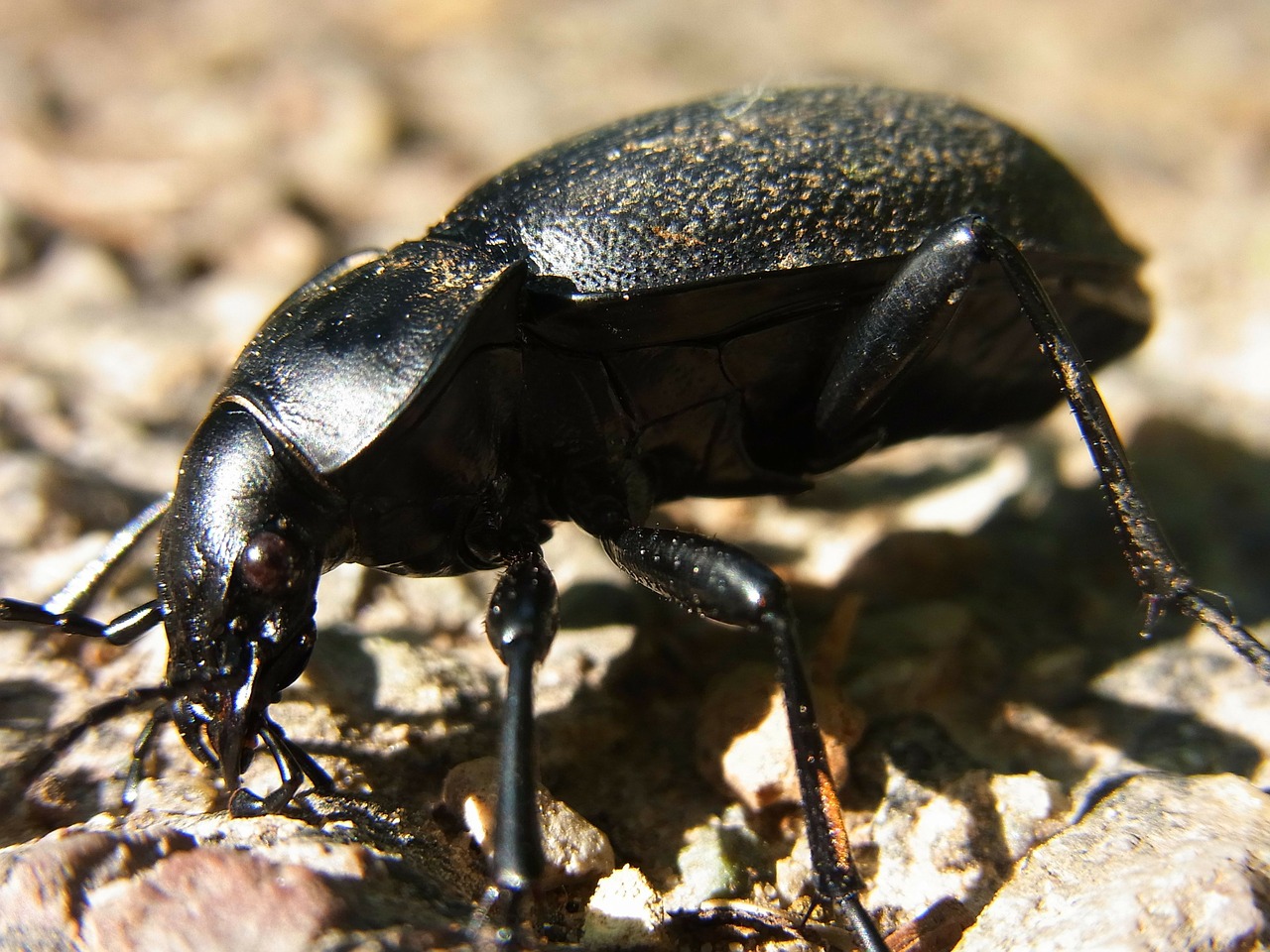 beetle ground beetles carabus free photo